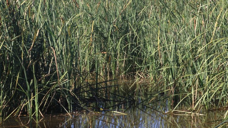 Lush marsh terrain featuring tall reeds and water reflections under natural sunlight