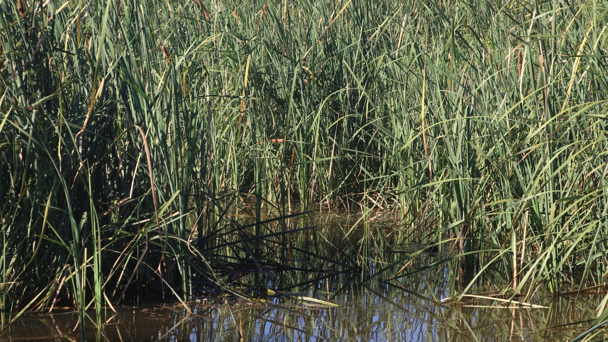 Lush marsh terrain featuring tall reeds and water reflections under natural sunlight