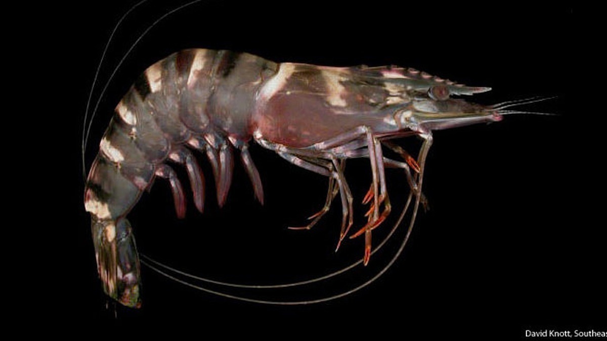 An invasive Asian tiger shrimp