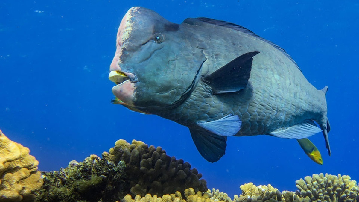 A giant bumphead parrotfish swimming over a reef