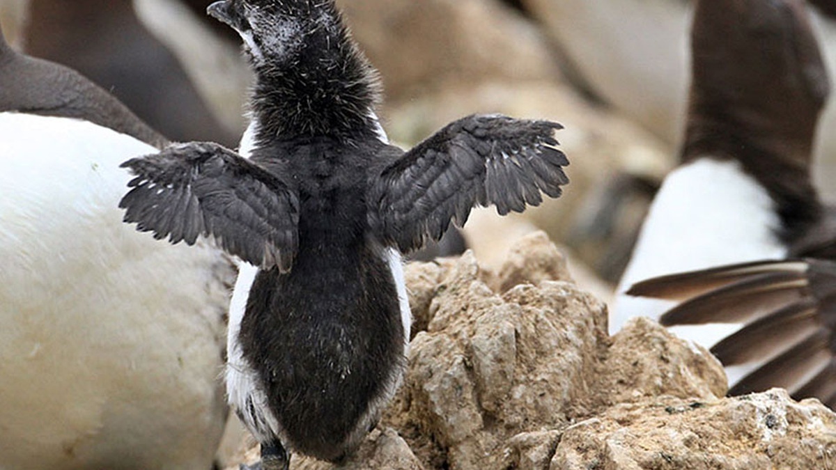 California western gull chicks in a coastal nesting area