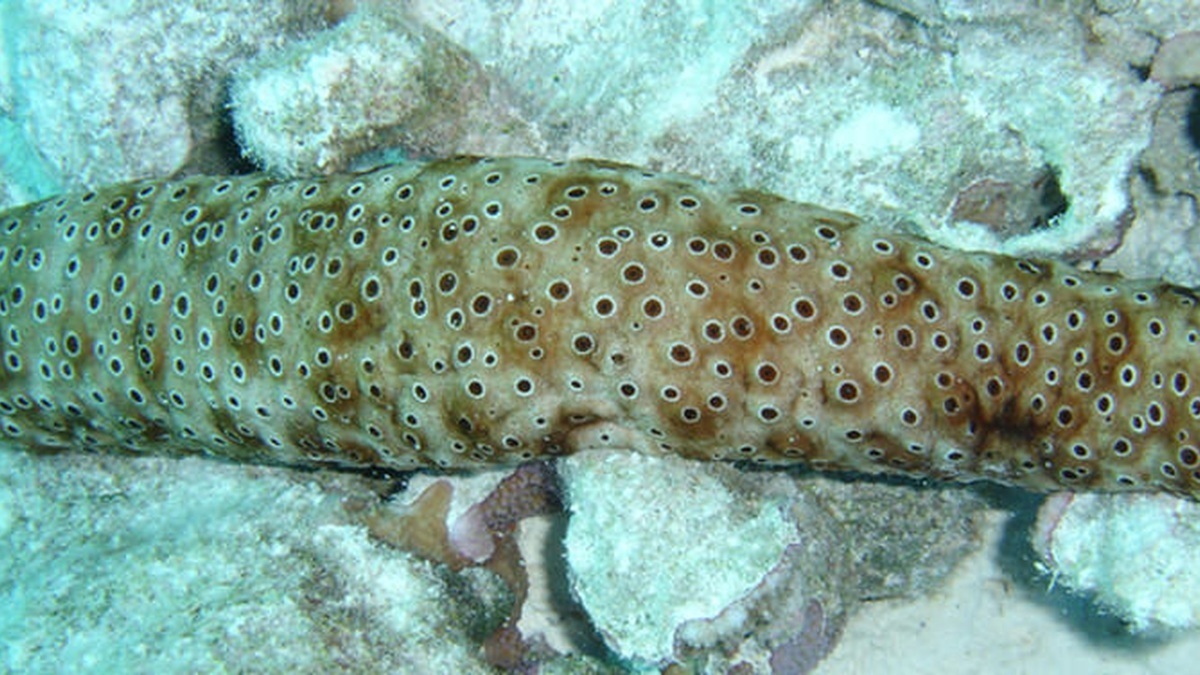 A chocolate chip sea cucumber on the seafloor at Johnston Atoll