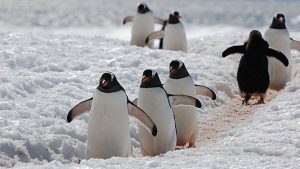Gentoo penguins following a path between the sea and their nesting area