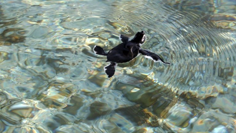 A green sea turtle hatchling heading toward the ocean