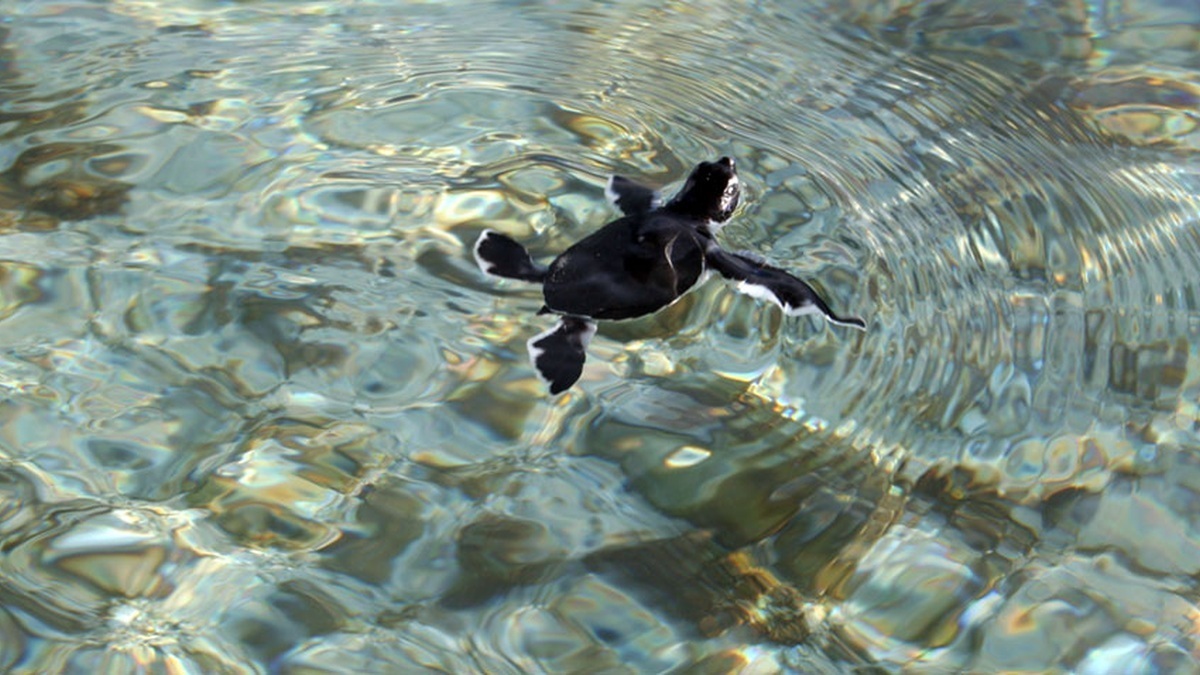 A green sea turtle hatchling heading toward the ocean