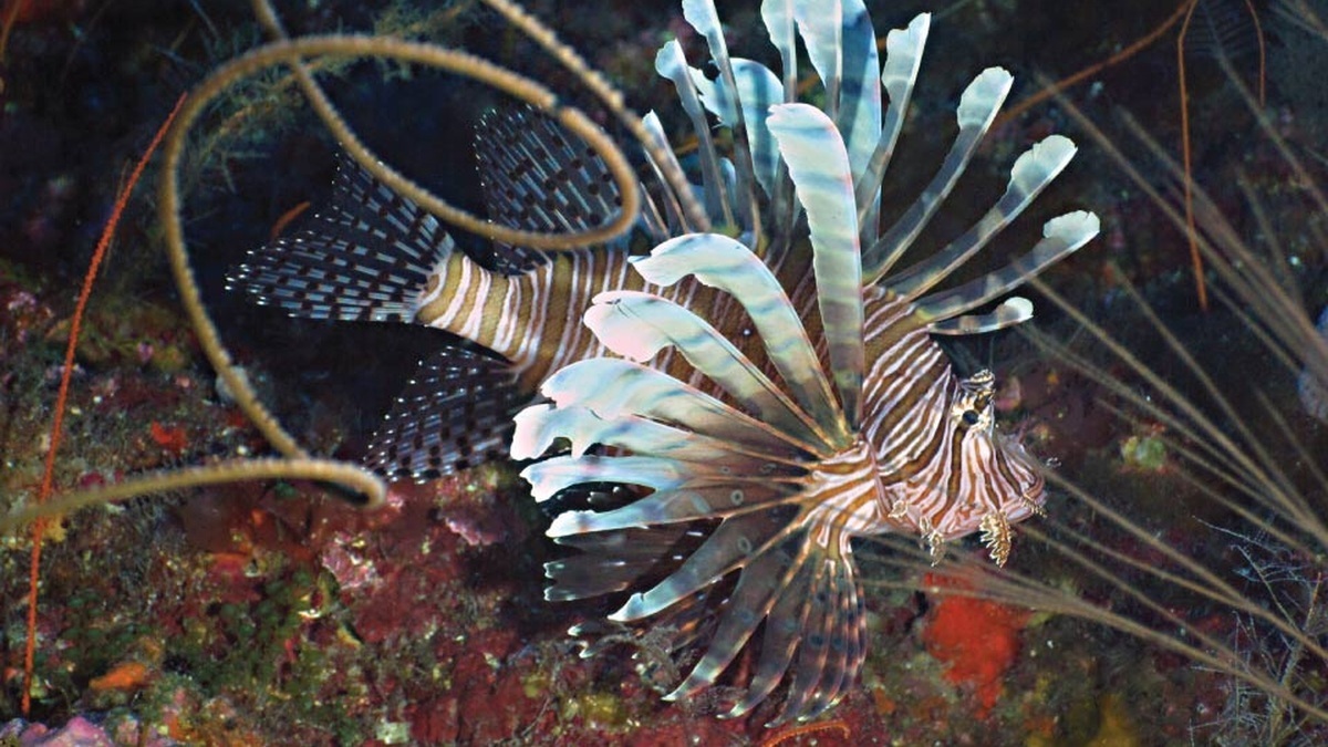 An invasive lionfish swimming near a coral reef
