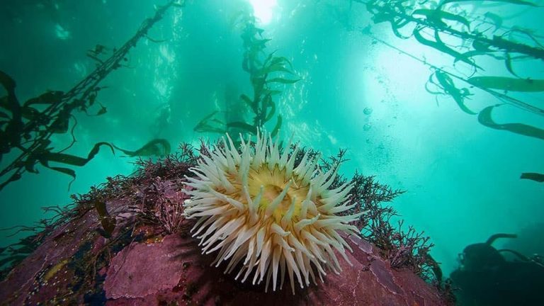A kelp forest in Monterey Bay National Marine Sanctuary