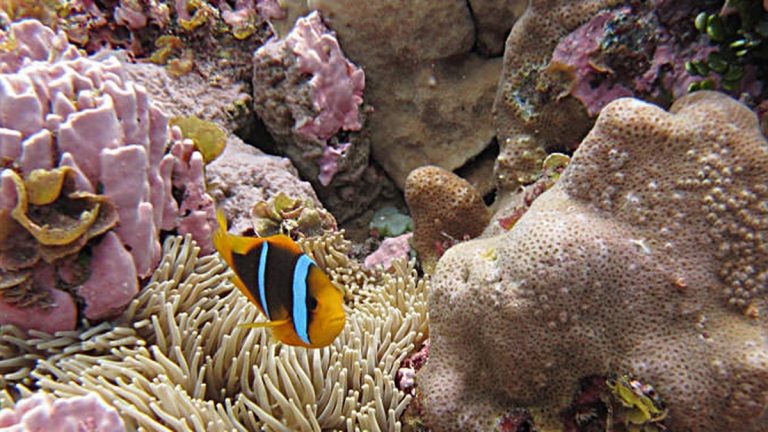 Living coral on a reef where it grows and reproduces
