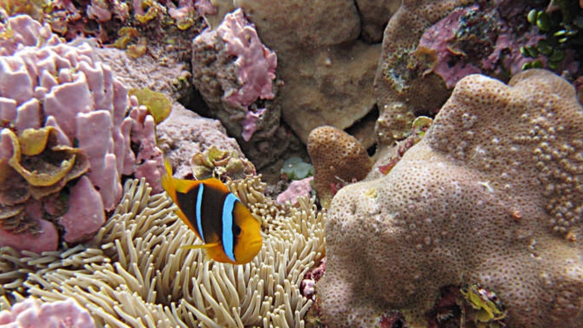 Living coral on a reef where it grows and reproduces