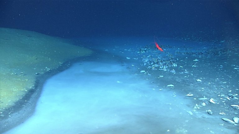 Dense brine forming an underwater pool on the Gulf of Mexico seafloor