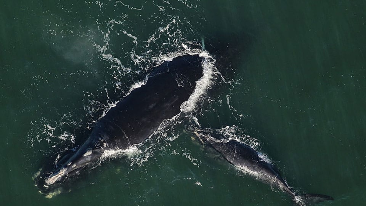 A North Atlantic right whale mother and calf off the U.S. southern coast