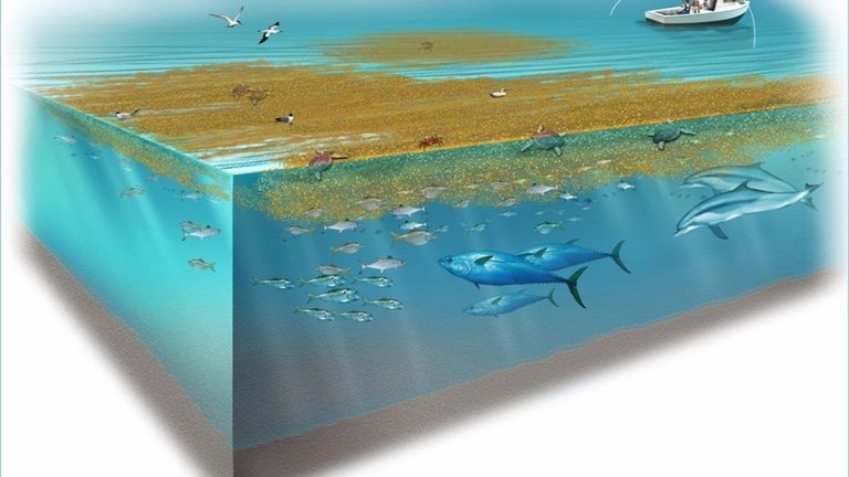 Sargassum floating at the ocean surface with associated marine life