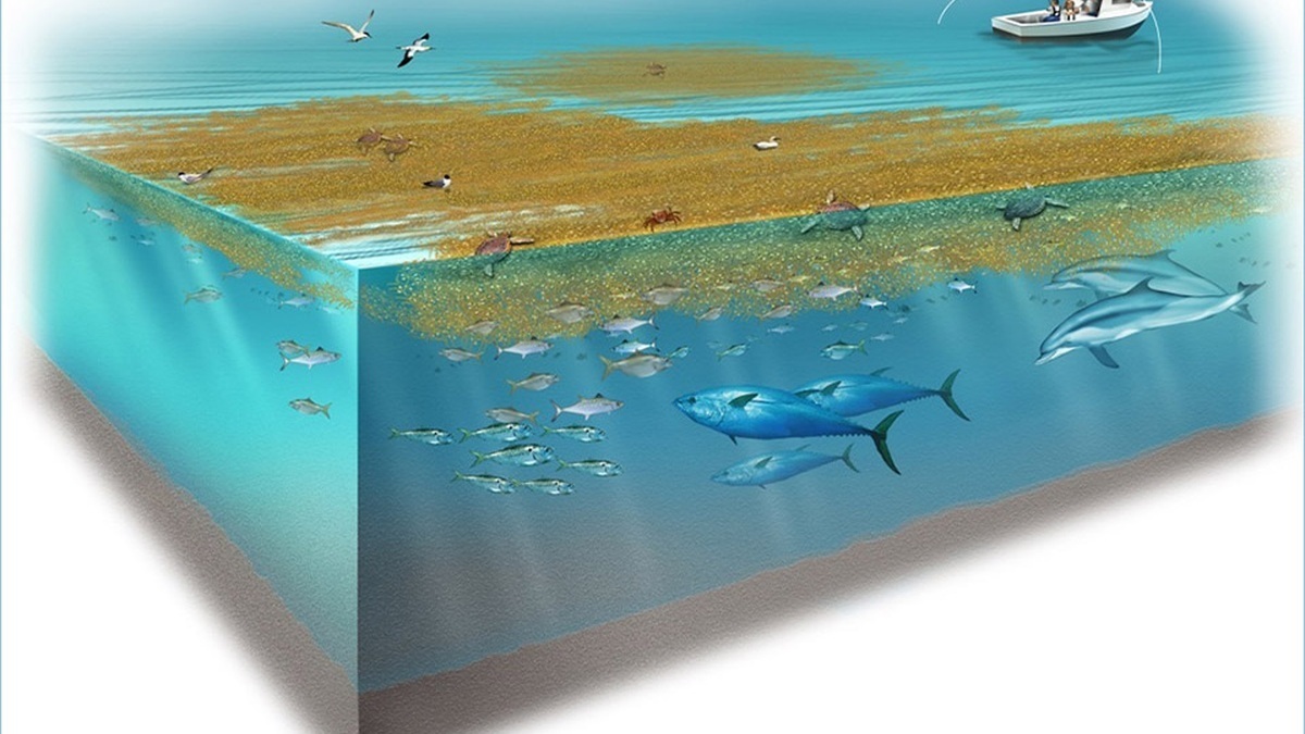 Sargassum floating at the ocean surface with associated marine life