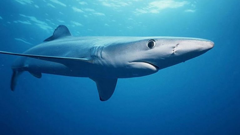 A shark swimming through open ocean water