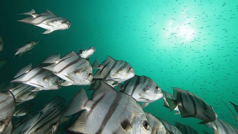 A school of spadefish at Gray's Reef National Marine Sanctuary