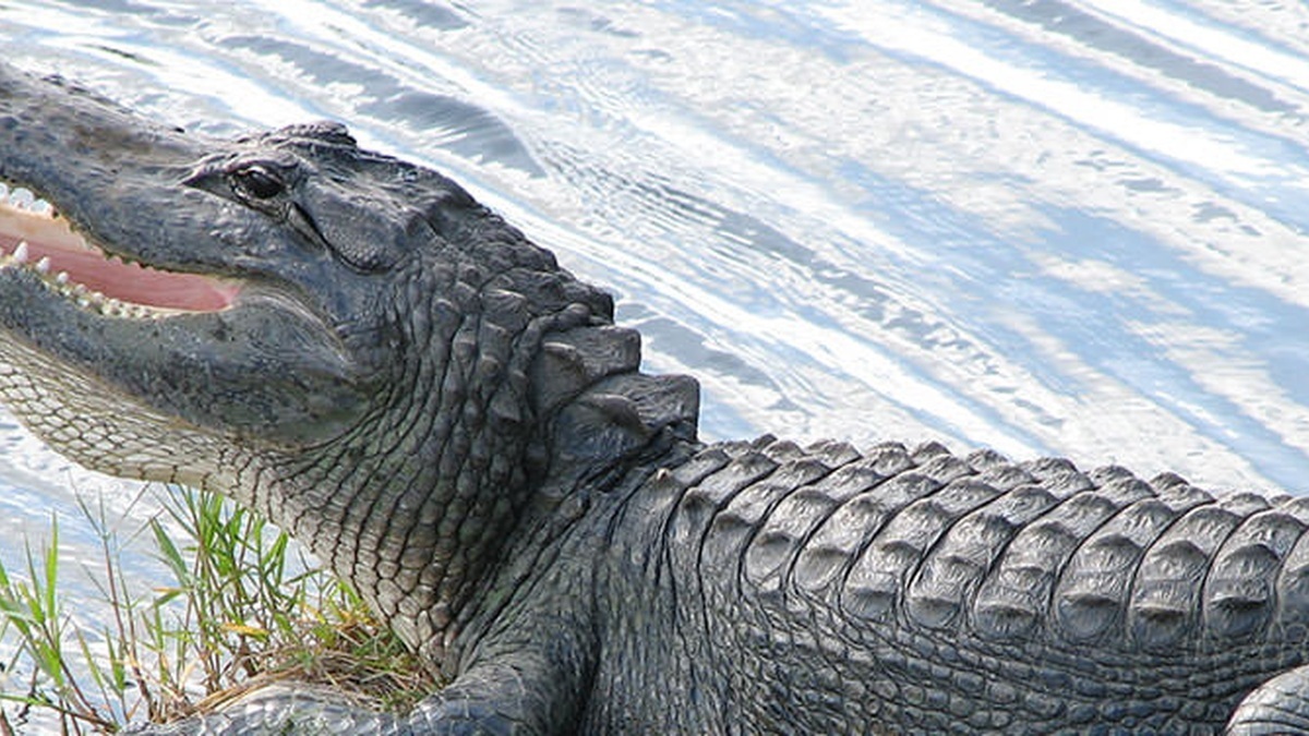 An American alligator resting in sunlight