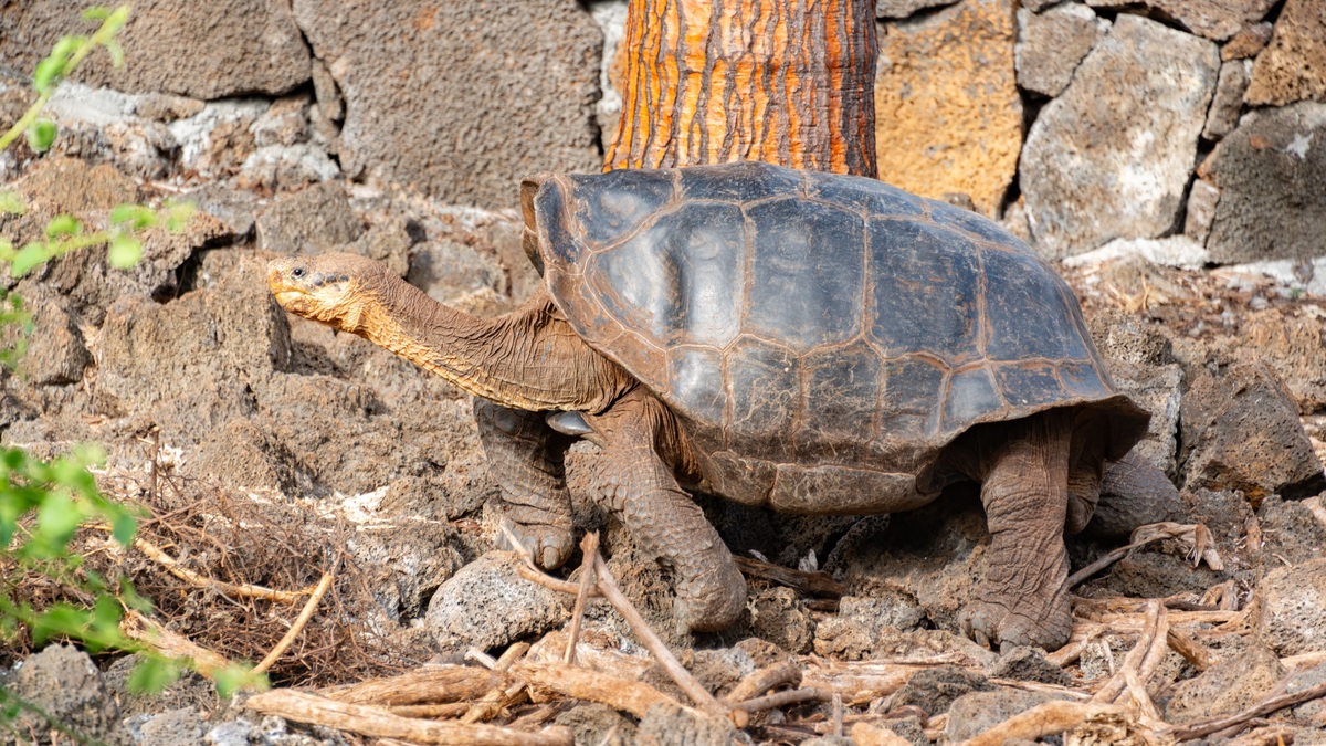 Close-up of a Galapagos giant tortoise amidst rocky terrain, showcasing its unique shell
