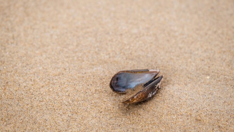 Close-up photo of an open mussel shell on a sandy beach, highlighting the texture of sand and shell