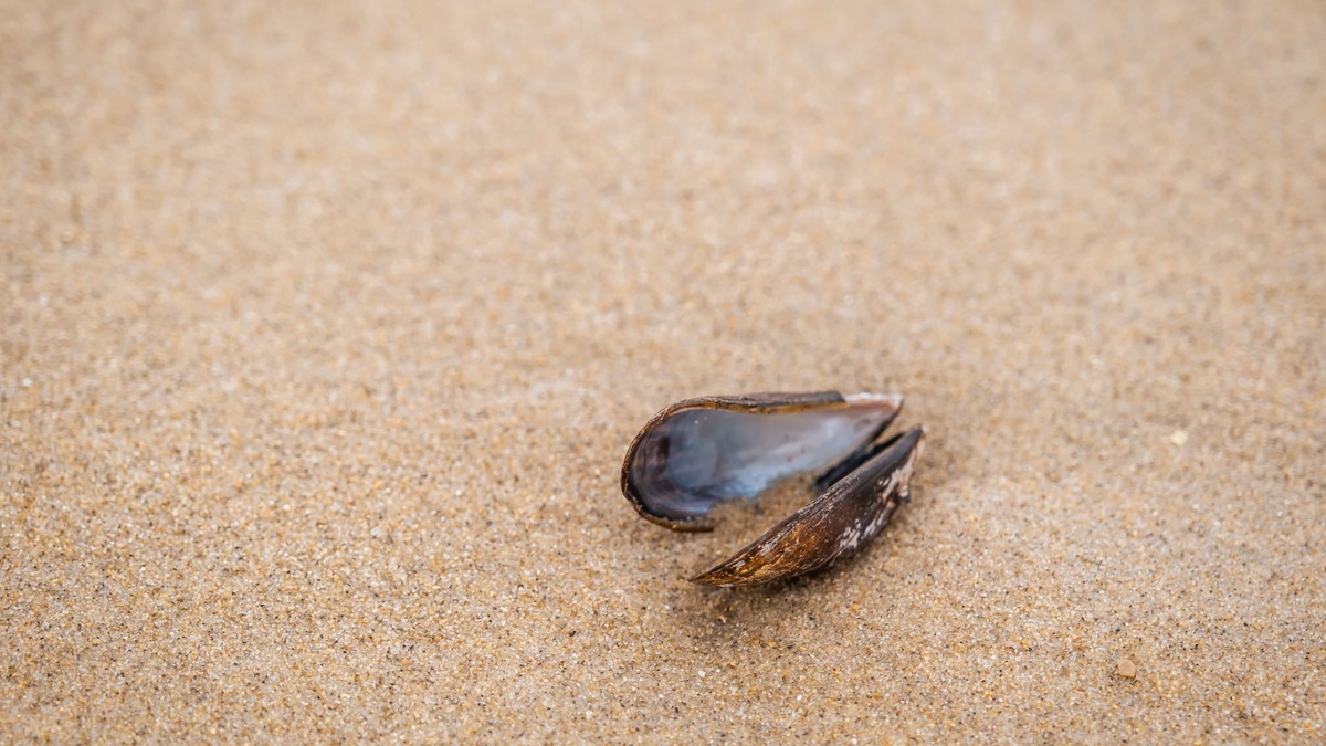 Close-up photo of an open mussel shell on a sandy beach, highlighting the texture of sand and shell