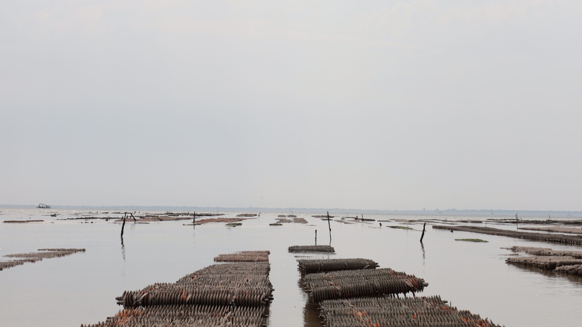 Discover the tranquil beauty of an oyster farm in Fouras, France, showcasing aquaculture serenity