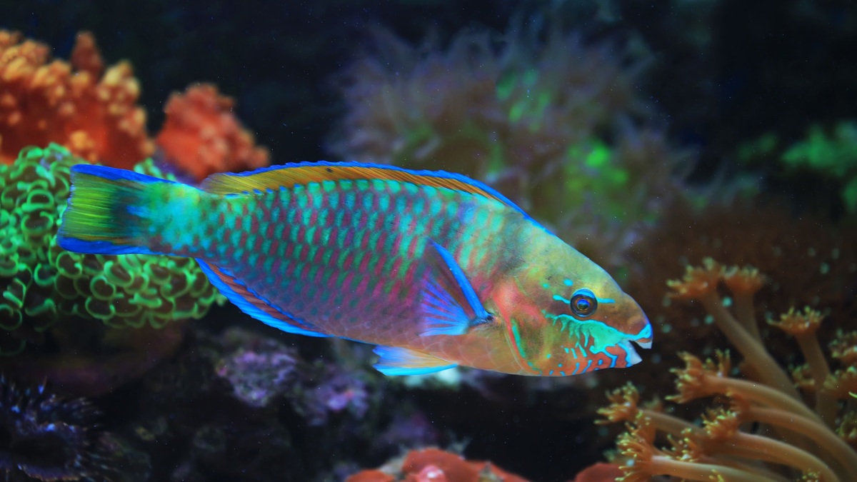 Close-up of a colorful parrotfish swimming through coral reef with vivid hues and marine life