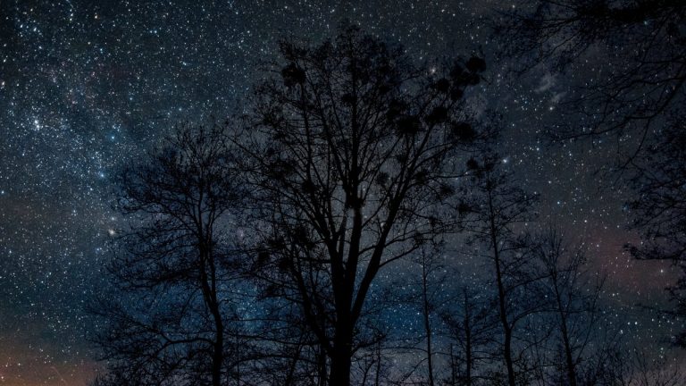 Majestic night sky full of stars behind dark tree silhouette in a rural setting