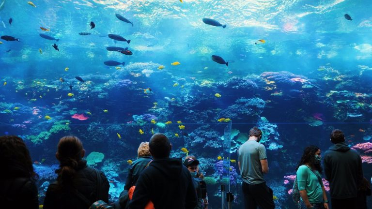 Visitors watching marine life in a large public aquarium exhibit