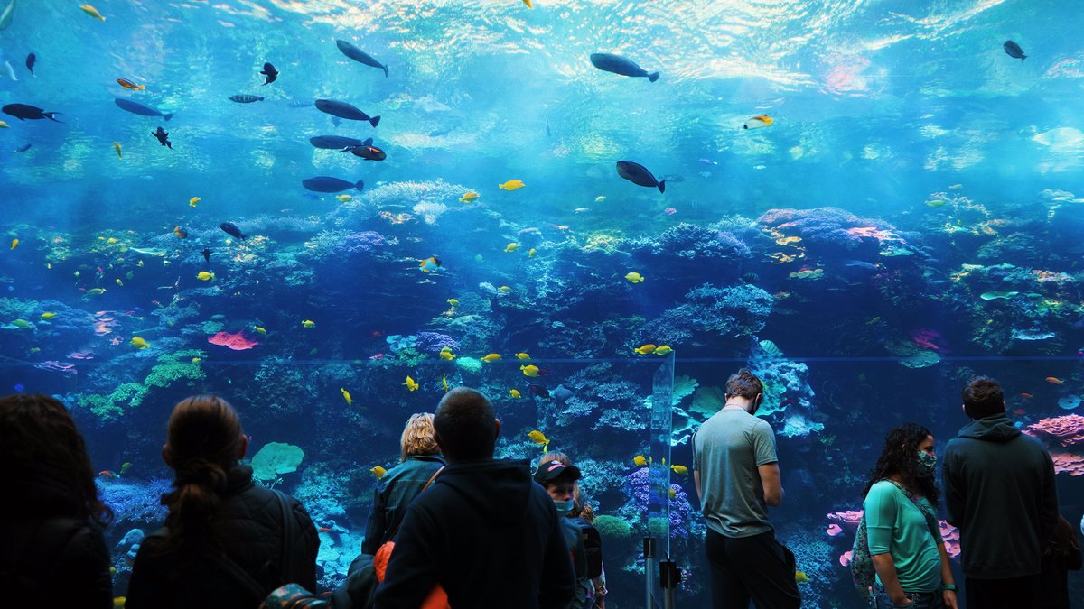 Visitors watching marine life in a large public aquarium exhibit
