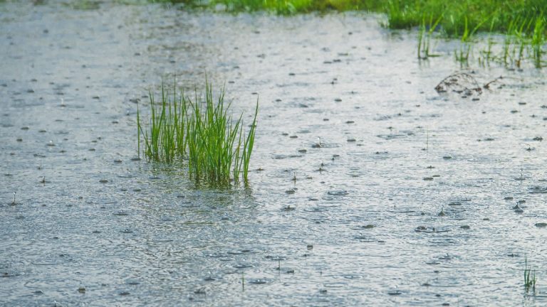 Rain_falling_on_saturated_grass
