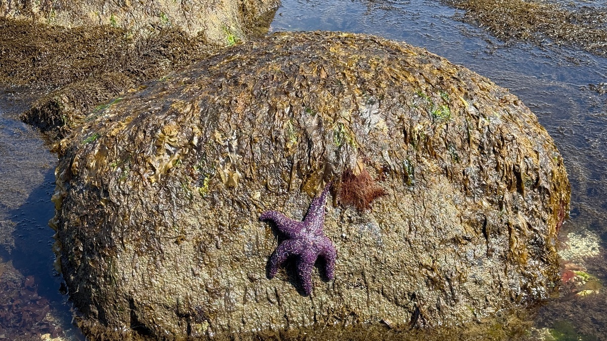 Rocky_littoral_shore_and_tide_pools