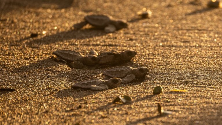 Sea_turtle_hatchlings_on_beach