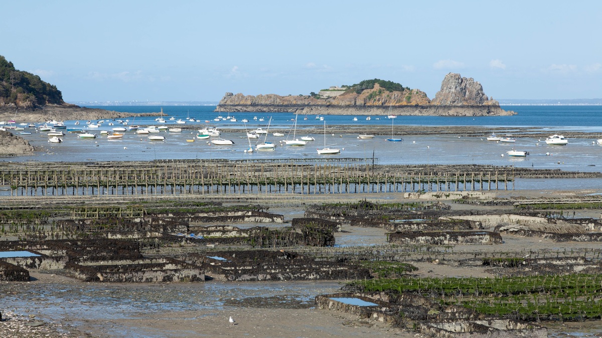 Seaweed_farm_lines_in_coastal_water