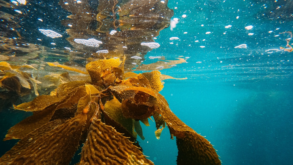 Seaweed_growing_beneath_clear_ocean_water