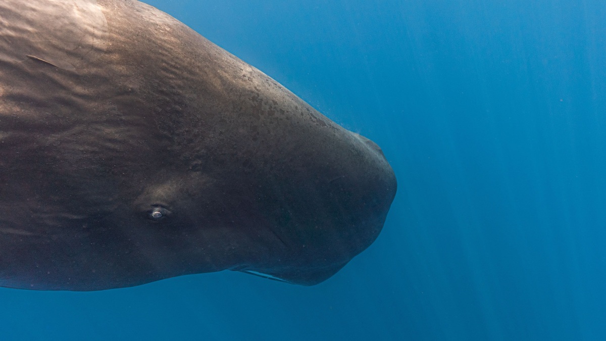 Sperm_whale_beneath_ocean_surface