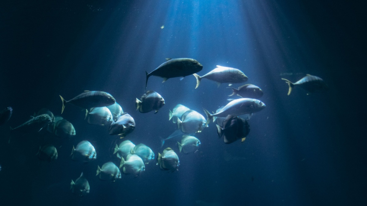 Sunlight_and_fish_in_the_epipelagic_ocean