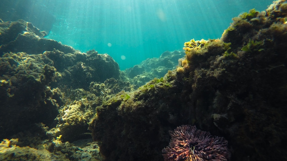 Sunlight_fading_below_the_ocean_surface