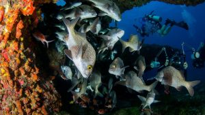 Vibrant underwater scene capturing a school of fish with divers exploring a coral reef habitat