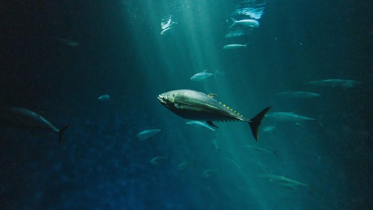 A bluefin tuna swimming in deep ocean water