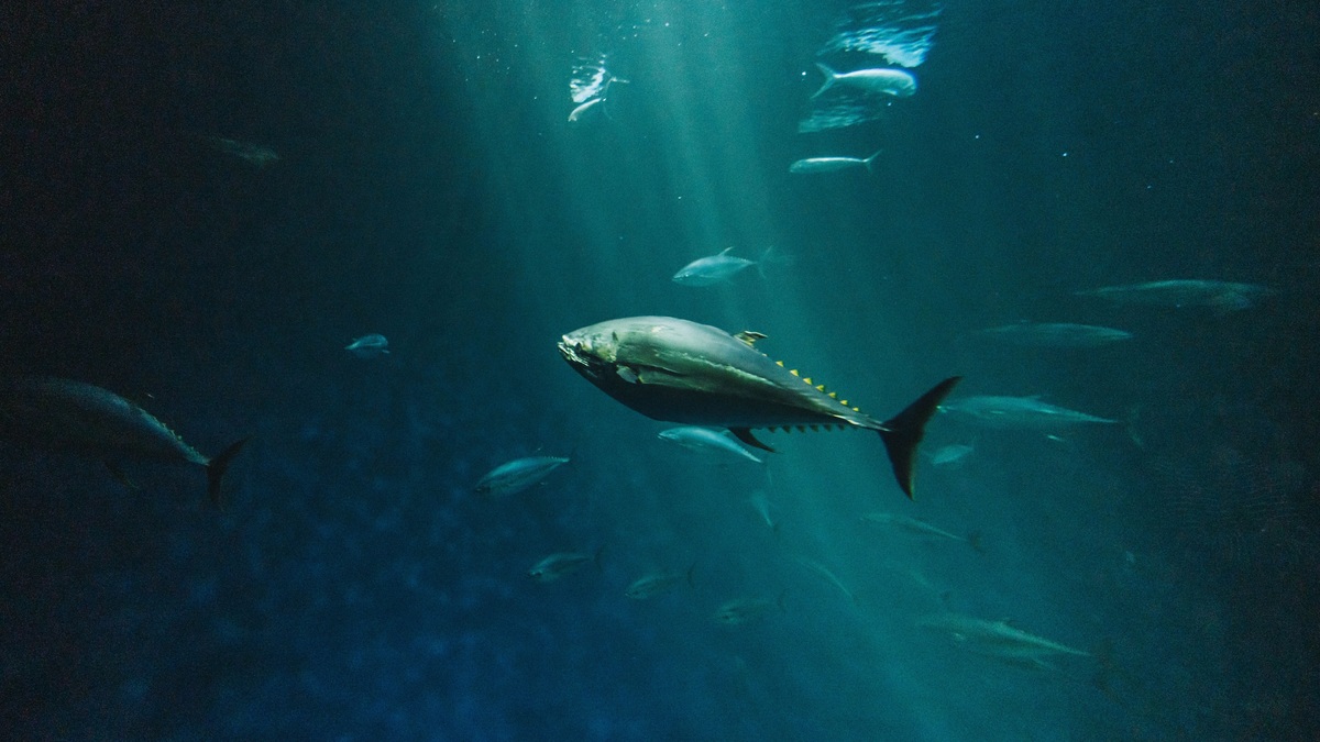 A bluefin tuna swimming in deep ocean water
