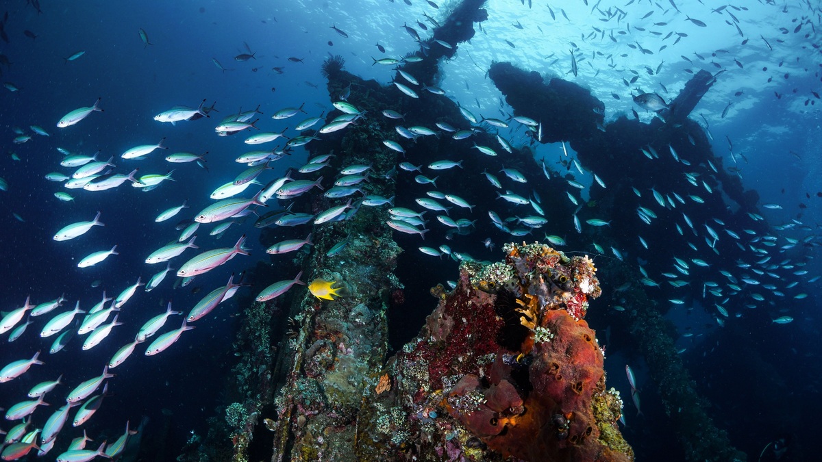 A vibrant underwater view of coral fish swimming near a shipwreck in Bali, Indonesia