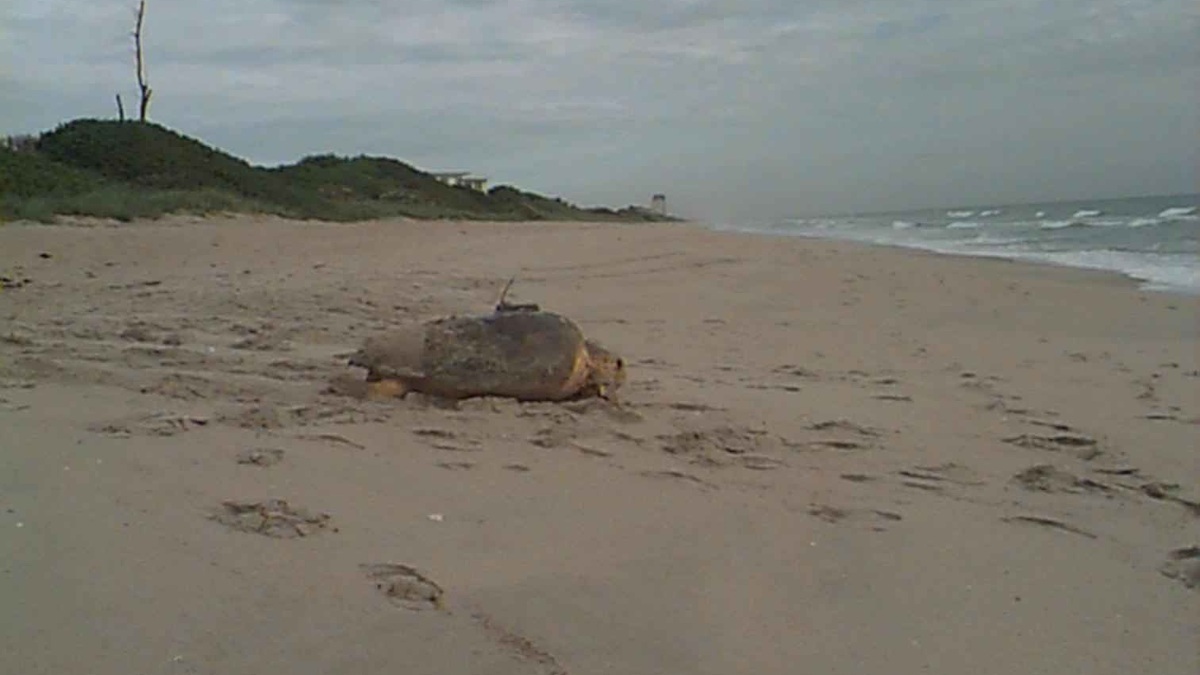 A loggerhead sea turtle carrying a satellite transmitter