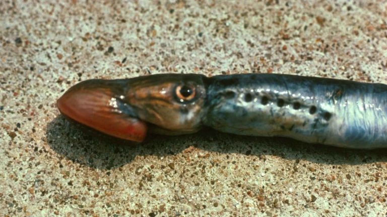 A sea lamprey showing its circular suction mouth
