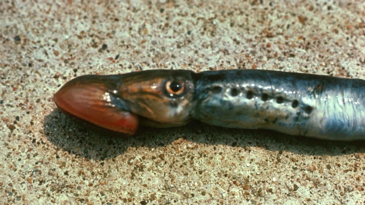 A sea lamprey showing its circular suction mouth