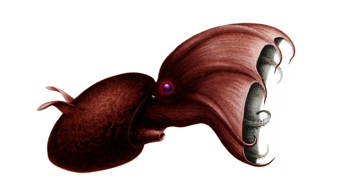 Scientific illustration of the vampire squid Vampyroteuthis infernalis