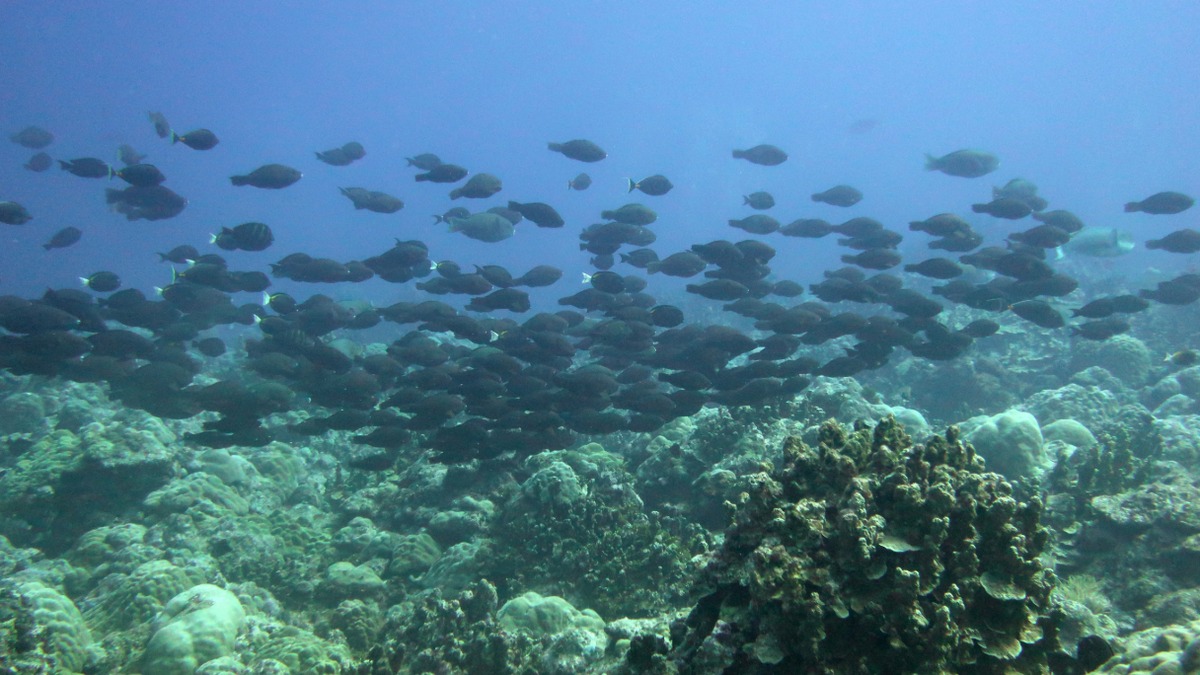 Parrotfish swimming over a coral reef near Guam