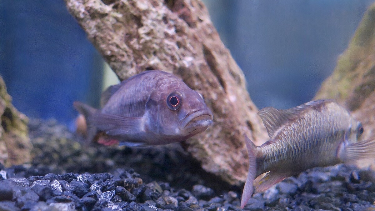 A pair of Lake Victoria cichlids
