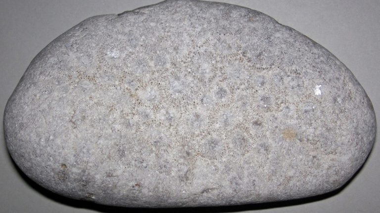 A Petoskey stone fossil coral found in Michigan