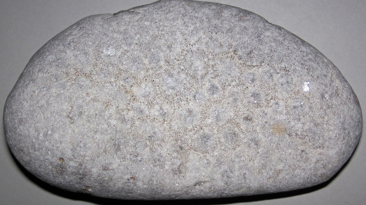 A Petoskey stone fossil coral found in Michigan