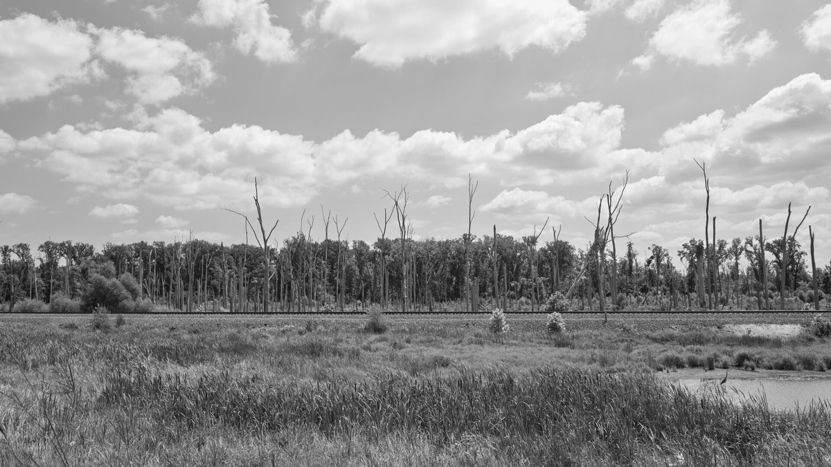 A wetland in the Great Lakes drainage basin