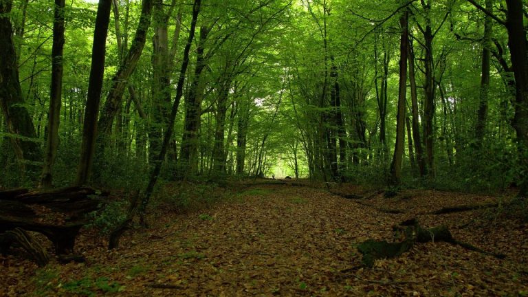 A tranquil forest path surrounded by vibrant green trees and moss, perfect for nature lovers and tranquility seekers